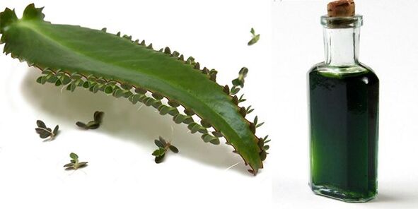 Extracto de Kalanchoe - Composición Exodermin