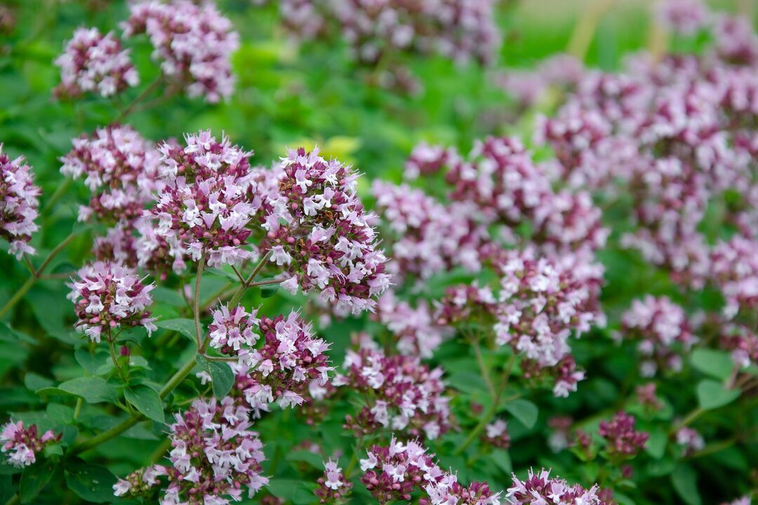 Planta de orégano utilizada para tratar la candidiasis.